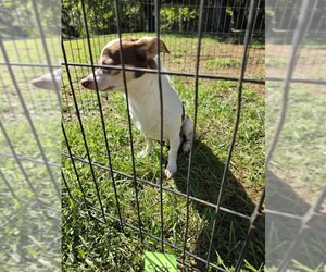 Beeker - Male Chihuahua-Unknown Mix Dog for Adoption - Photo #3