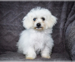 Small #1 Bichon Frise
