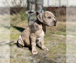 Puppy Puppy 2 American Bully