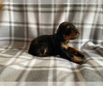 Small Photo #5 Doberman Pinscher Puppy For Sale in HALIFAX, MA, USA