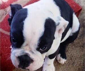 Bulldog Puppy for Sale in NEWPORT, Kentucky USA