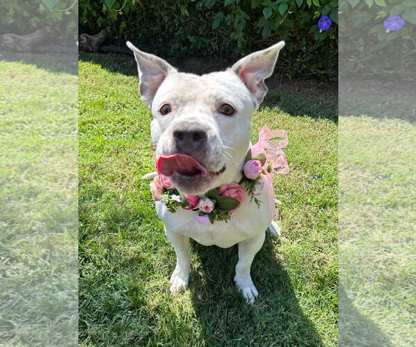 Medium Photo #10 American Pit Bull Terrier-Unknown Mix Puppy For Sale in Redlands, CA, USA
