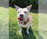 Small #9 American Pit Bull Terrier Mix