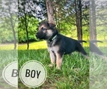Small Photo #12 German Shepherd Dog Puppy For Sale in CHARLESTOWN, IN, USA