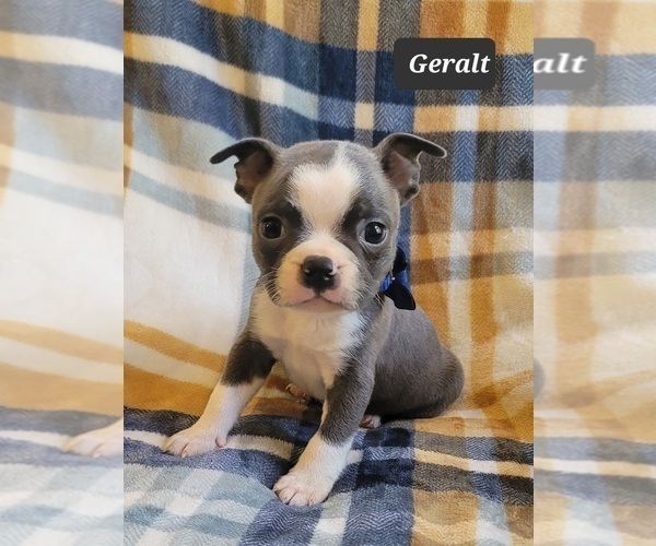 Medium Photo #13 Boston Terrier Puppy For Sale in MINERAL WELLS, WV, USA