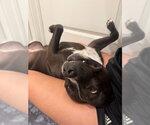 Small #26 American Staffordshire Terrier Mix
