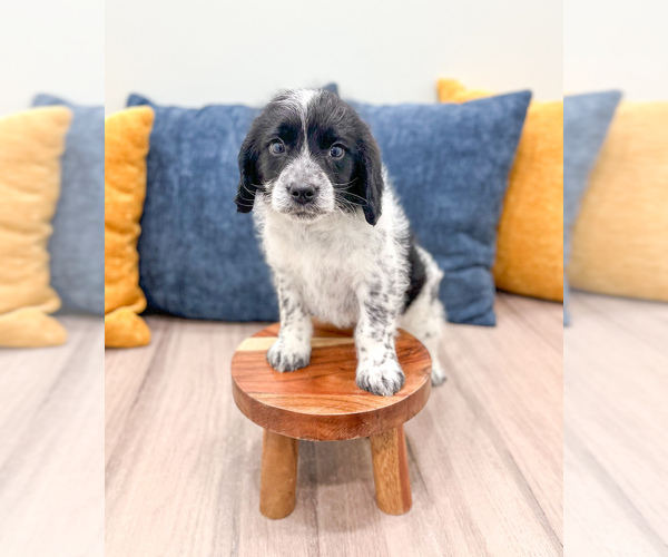 Medium Photo #5 Beaglier Puppy For Sale in MILLERSBURG, OH, USA