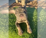 Small #3 French Bulldog