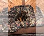 Small Photo #5 German Shepherd Dog Puppy For Sale in CURTISS, WI, USA