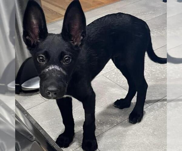 Medium Photo #10 Labrador Retriever-Unknown Mix Puppy For Sale in San Diego, CA, USA
