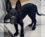 Small #9 Labrador Retriever Mix