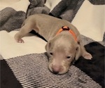 Small Photo #27 Weimaraner Puppy For Sale in NEWCASTLE, OK, USA
