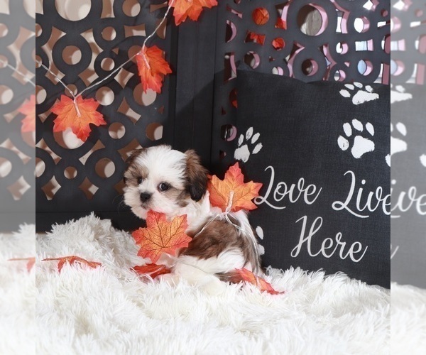 Medium Photo #5 Shih Tzu Puppy For Sale in MOUNT VERNON, OH, USA