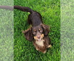 Small #2 Dachshund