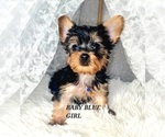Small Photo #4 Yorkshire Terrier Puppy For Sale in MORENO VALLEY, CA, USA