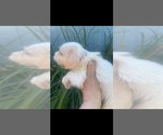 Image preview for Ad Listing. Nickname: Mia