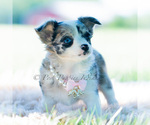 Small Photo #55 Chihuahua Puppy For Sale in WARSAW, IN, USA