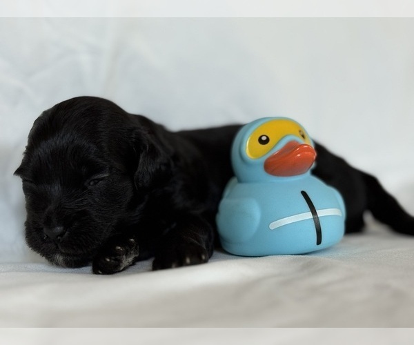 Medium Photo #5 Maltipoo-Shih-Poo Mix Puppy For Sale in TACOMA, WA, USA