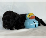 Puppy Rocko Maltipoo-Shih-Poo Mix