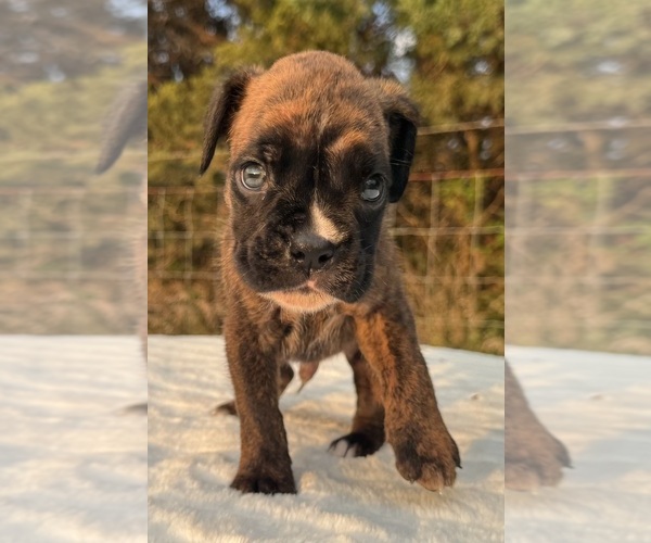 Medium Photo #9 Boxer Puppy For Sale in PAWNEE CITY, NE, USA