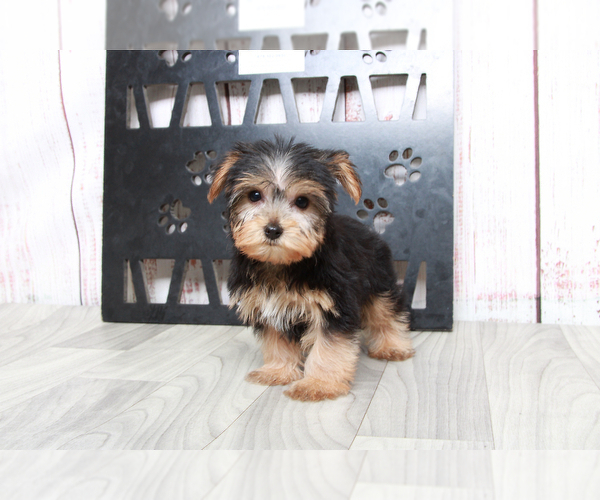Medium Photo #3 Morkie Puppy For Sale in MARIETTA, GA, USA