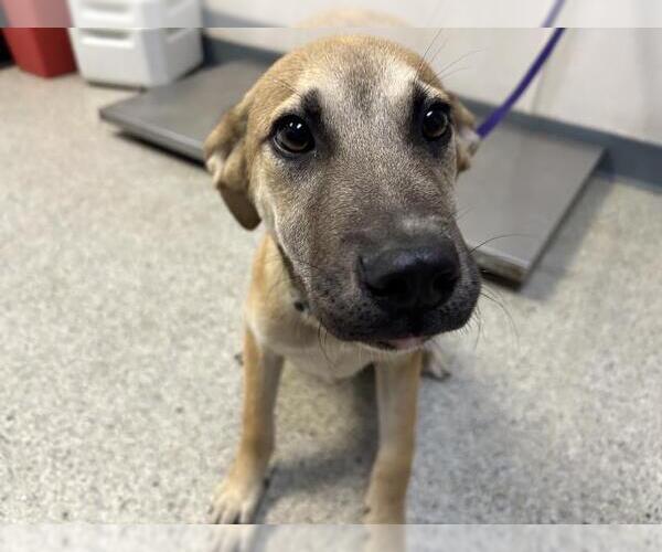 Medium Photo #4  Puppy For Sale in , 