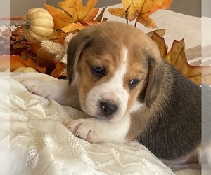 Beagle Puppy for Sale in BELLE, Missouri USA