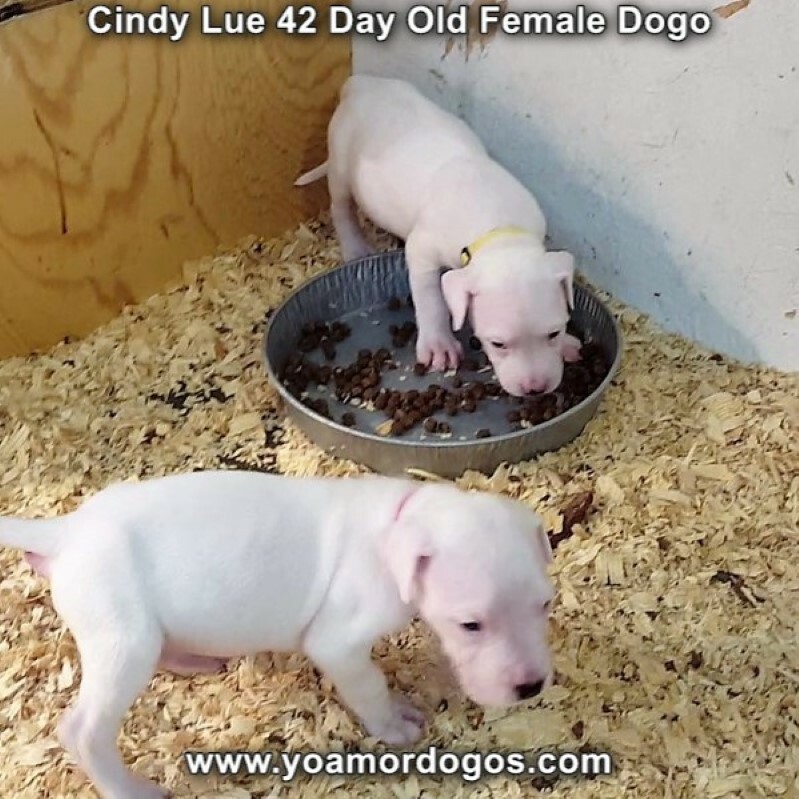 Medium Photo #76 Dogo Argentino Puppy For Sale in PINEVILLE, MO, USA