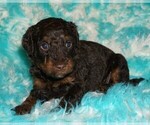 choc phantom - Female Miniature Labradoodle Puppy for Sale - Photo #3