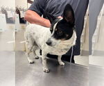 Small #2 Mutt