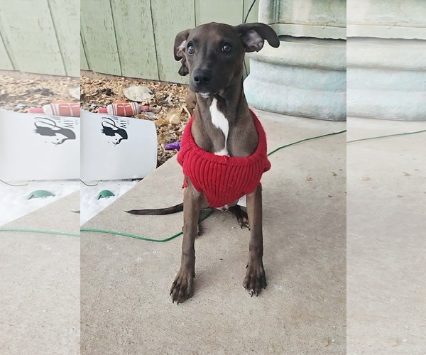 Medium Photo #5 Pug-Whippet Mix Puppy For Sale in Sheboygan, WI, USA