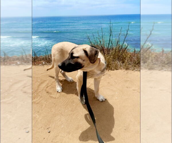 Medium Photo #4 Mutt Puppy For Sale in San Diego, CA, USA