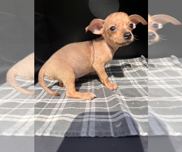 Medium Photo #13 Chiweenie Puppy For Sale in SAINT AUGUSTINE, FL, USA