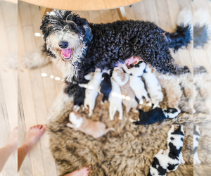 Mother of the Bernedoodle puppies born on 01/28/2023