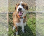 Maverick~adopted! - Male Labrador Retriever-Unknown Mix Dog for Adoption - Small photo