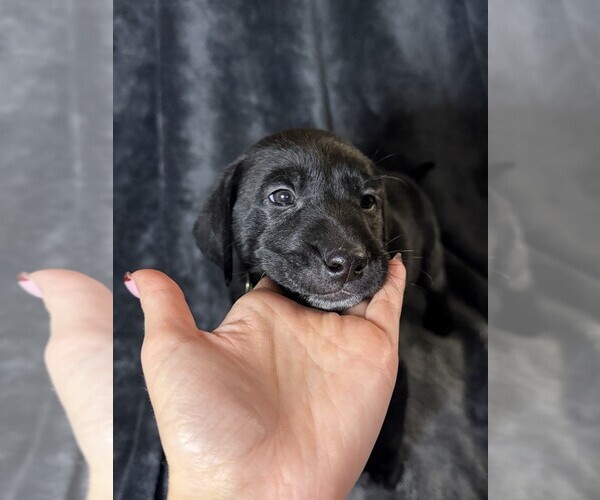 Medium Photo #16 Labmatian Puppy For Sale in ANTIOCH, CA, USA