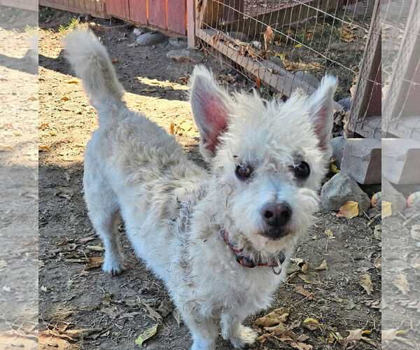 Medium Photo #3 Maltipoo Puppy For Sale in Santa Rosa, CA, USA