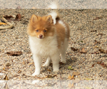 Small #5 Pomeranian