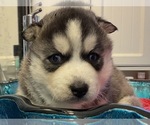 Small Photo #8 Siberian Husky Puppy For Sale in LAWNDALE, NC, USA