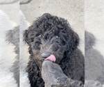 Small Photo #4 Poodle (Standard) Puppy For Sale in FONTANA, CA, USA