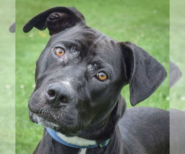 Medium Photo #1 American Staffordshire Terrier-Unknown Mix Puppy For Sale in Huntley, IL, USA