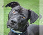 Small American Staffordshire Terrier Mix