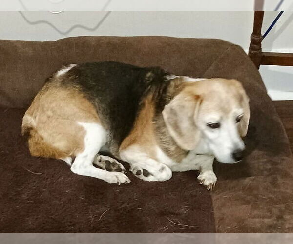 Medium Photo #4 Beagle Puppy For Sale in Tampa, FL, USA