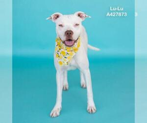 Mutt Dogs for adoption in Conroe, TX, USA