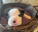 Small Photo #18 Boston Terrier Puppy For Sale in MONTVILLE, OH, USA