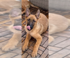Mutt Dogs for adoption in Imlay City, MI, USA