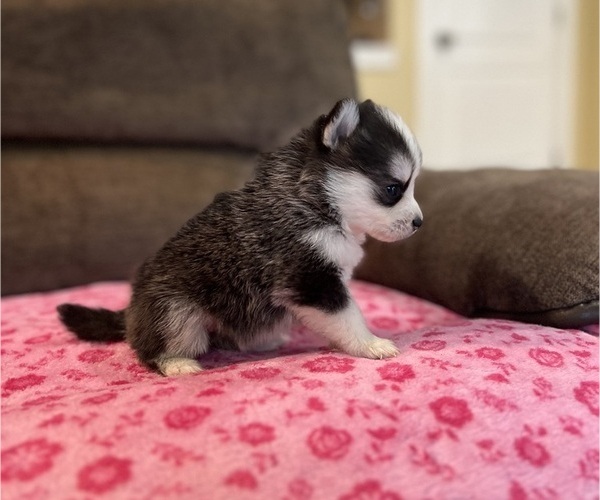Medium Photo #6 Pomsky Puppy For Sale in DRACUT, MA, USA