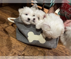 Maltese-Shih-Poo Mix Puppy for sale in FRESNO, CA, USA