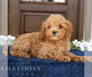 Goldendoodle (Miniature) Puppy for sale in NARVON, PA, USA