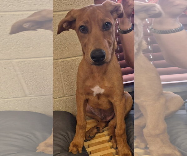 Medium Photo #1 Labrador Retriever-Redbone Coonhound Mix Puppy For Sale in Amarillo, TX, USA